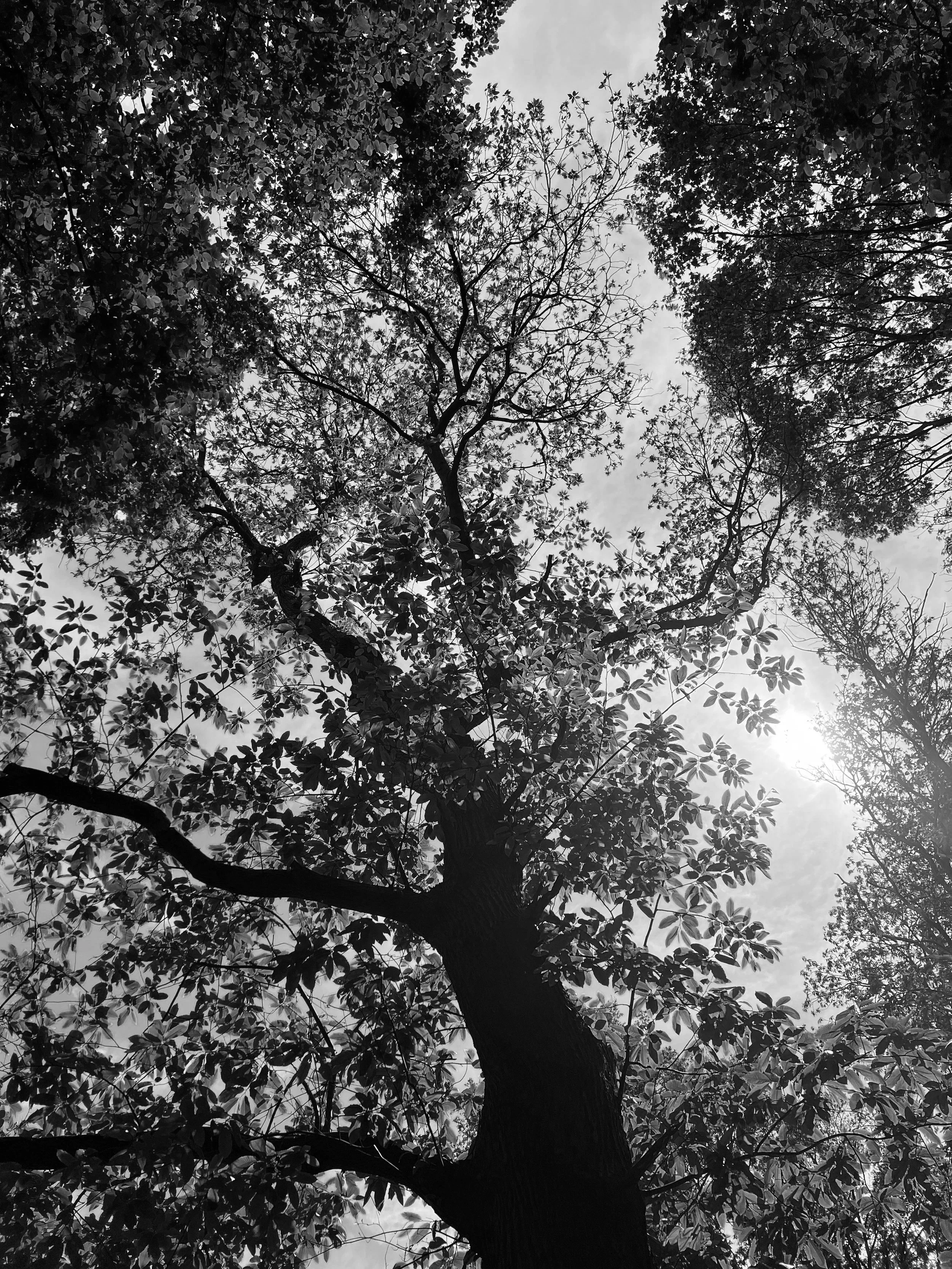 Blick nach oben auf einen Baum mit grünem Blattwerk und blauen Himmel mit Wolken, die Sonne scheint durch die Äste.
