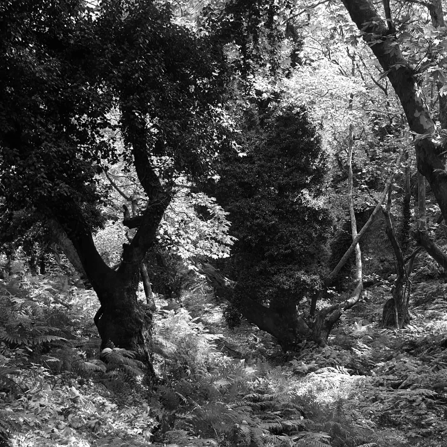 Ein grüner, dichter Wald mit Bäumen, Blättern und Unterholz und Sonnenlicht, das durch das Blätterdach scheint.