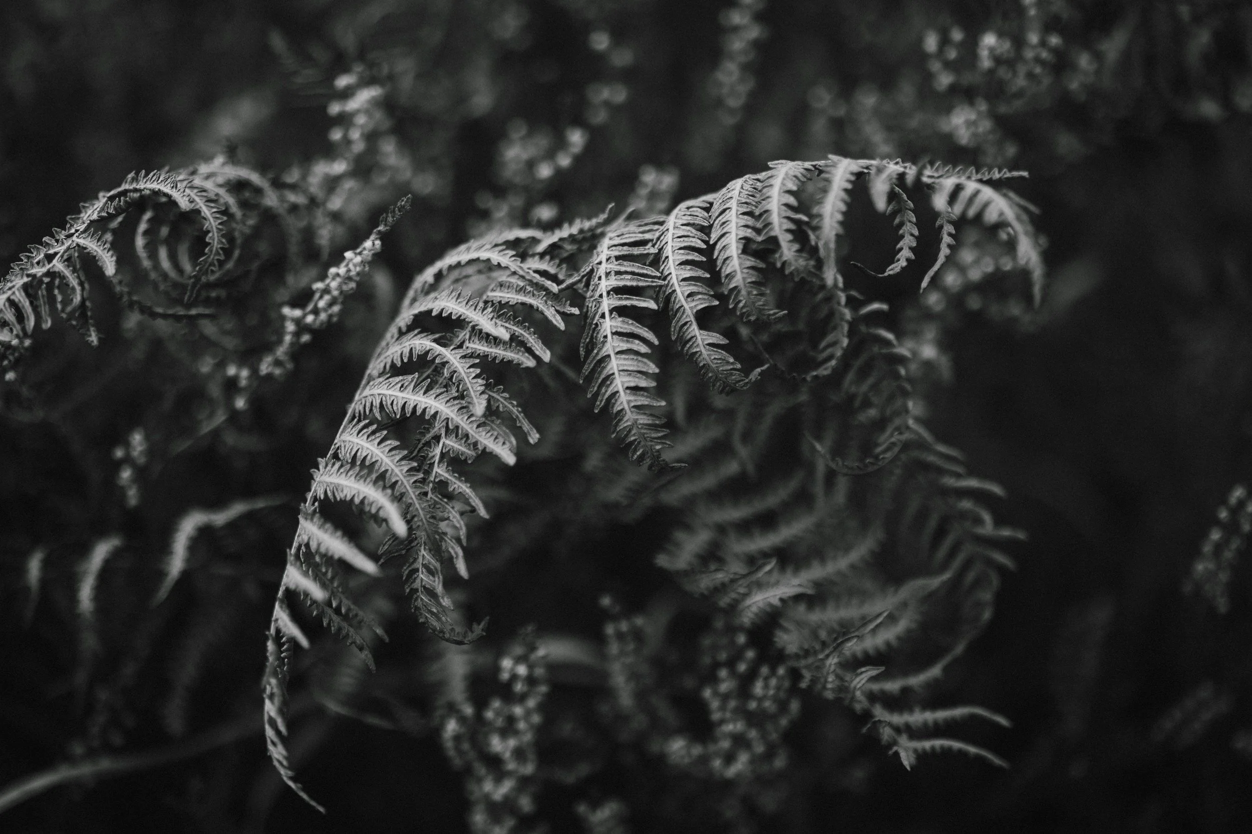 Schwarze und weiße verzeichnete Farnblätter in Nahaufnahme, dunkler Hintergrund.
