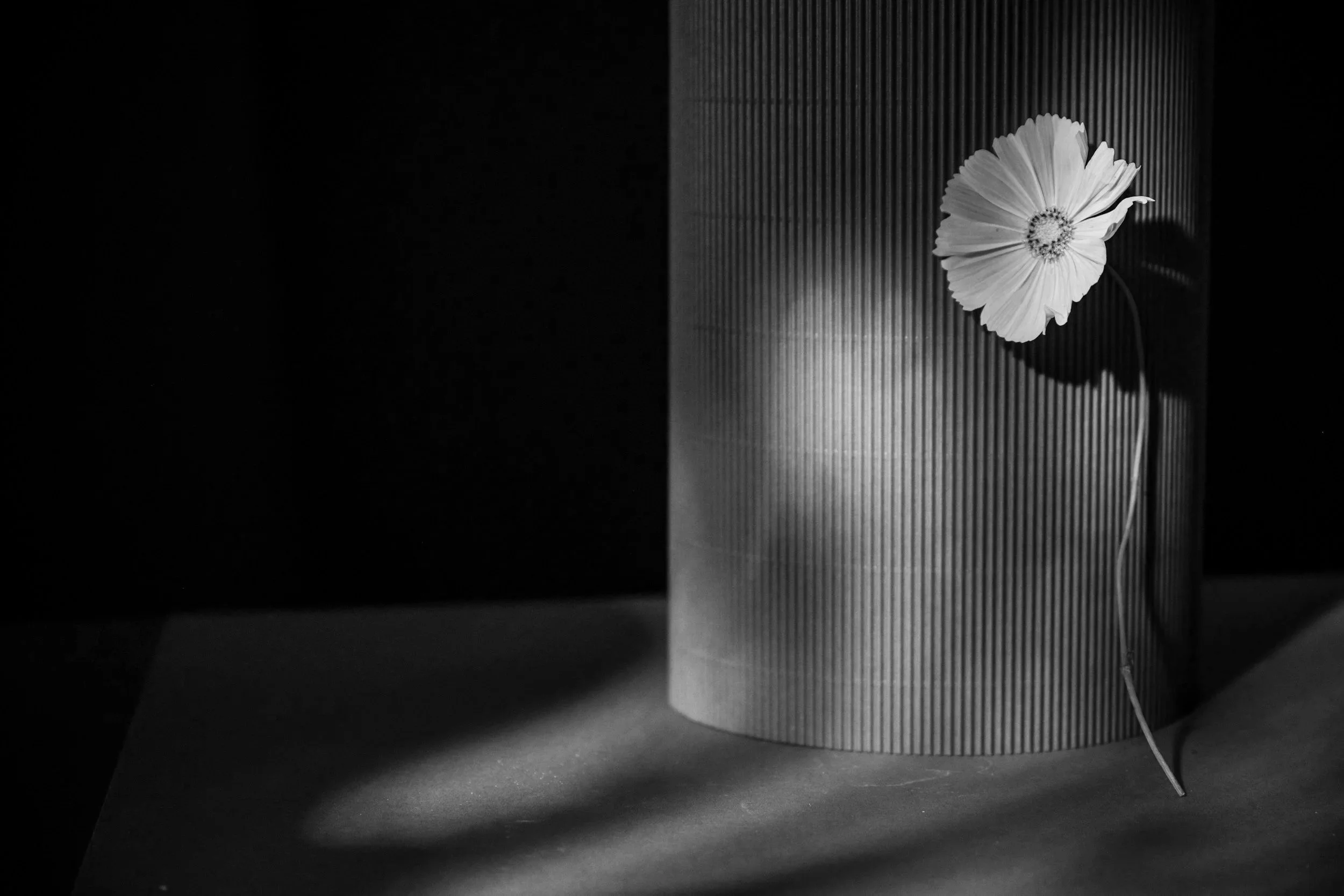 Schwarze und weiße Fotografie eines einzelnen Blumenstraußes in einem zylindrischen Gefäß, das auf einer Oberfläche steht.