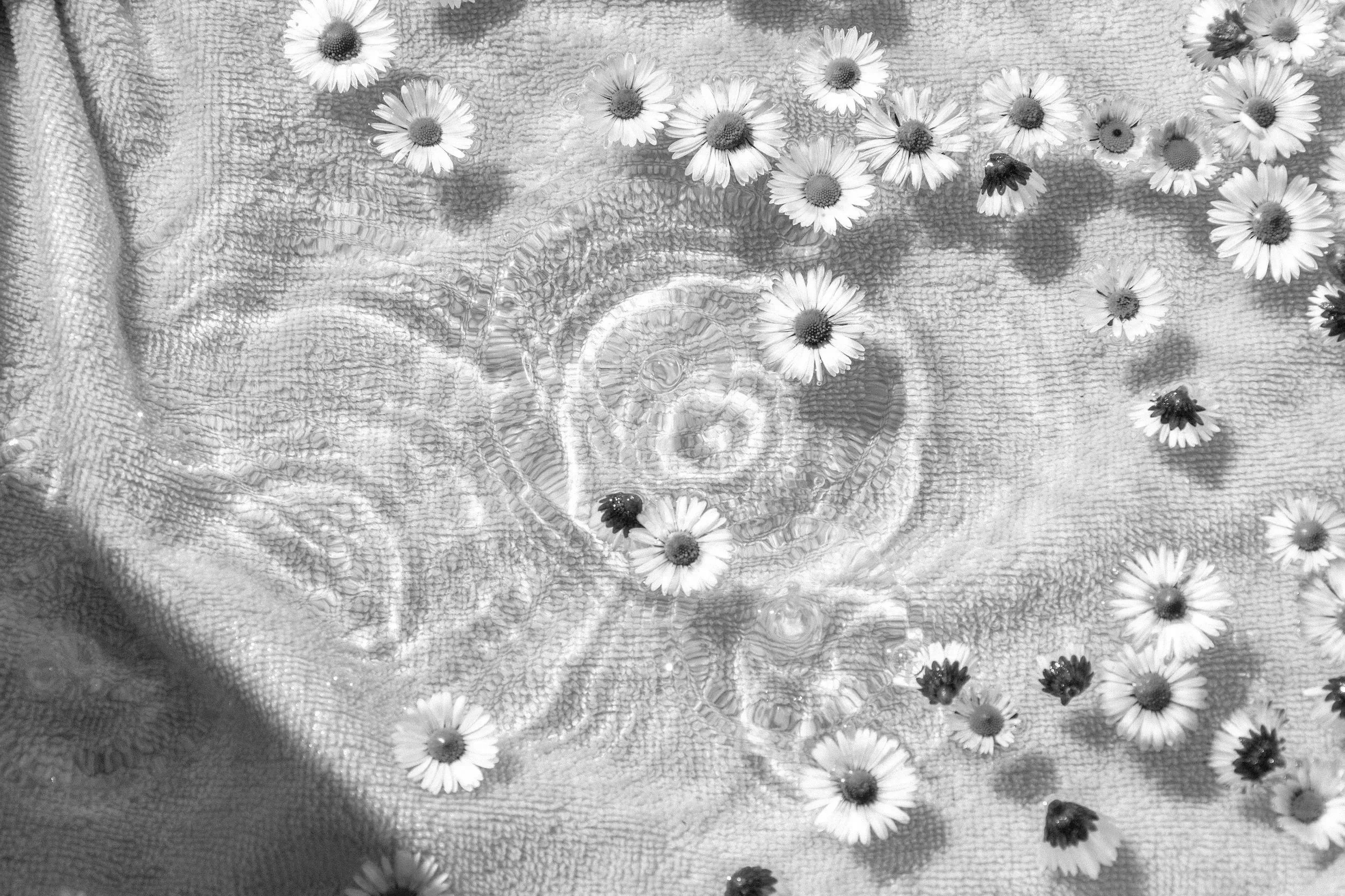 Blumen auf einem Wasserbecken, schwarz-weiße Aufnahme