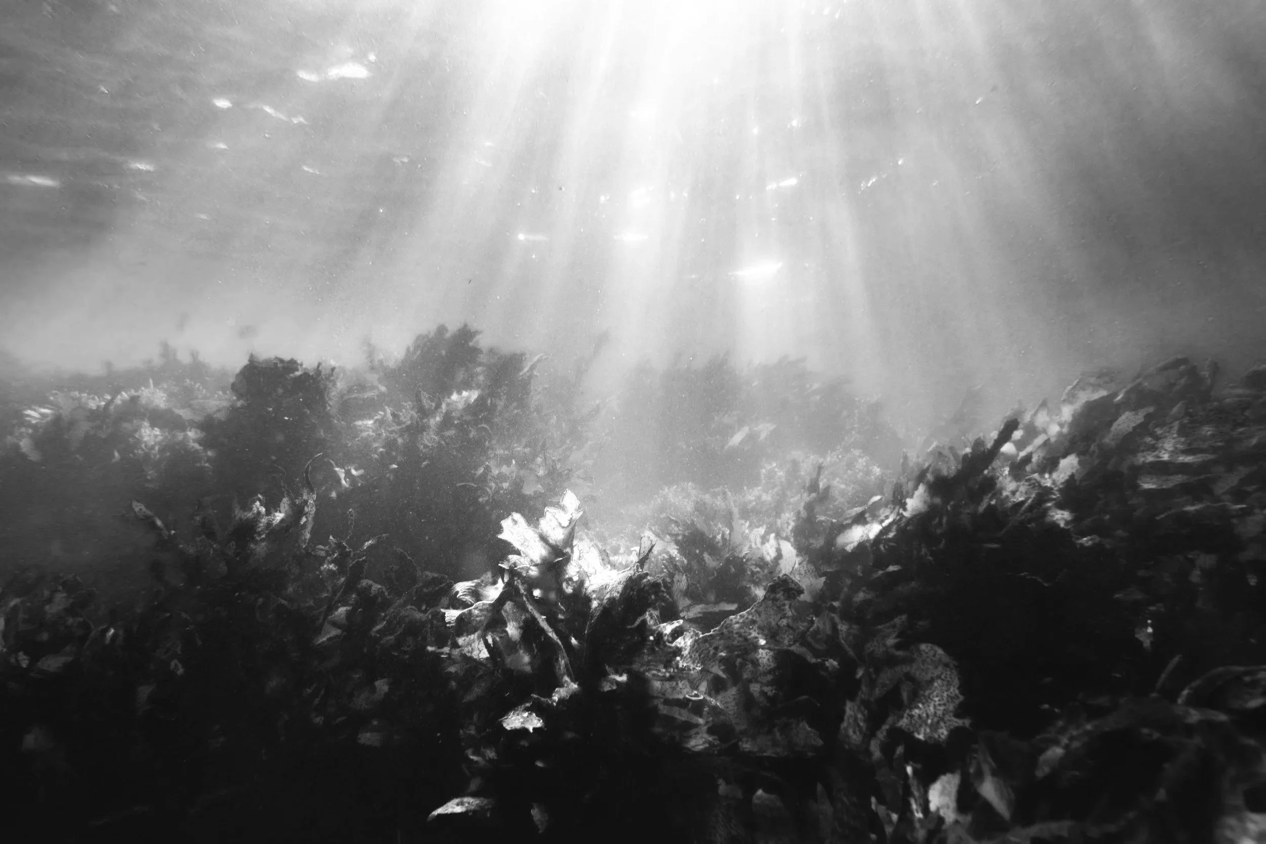 Unterwasseraufnahme mit Lichtstrahlen, die durchs Wasser auf Algen und Muscheln am Meeresboden fallen.