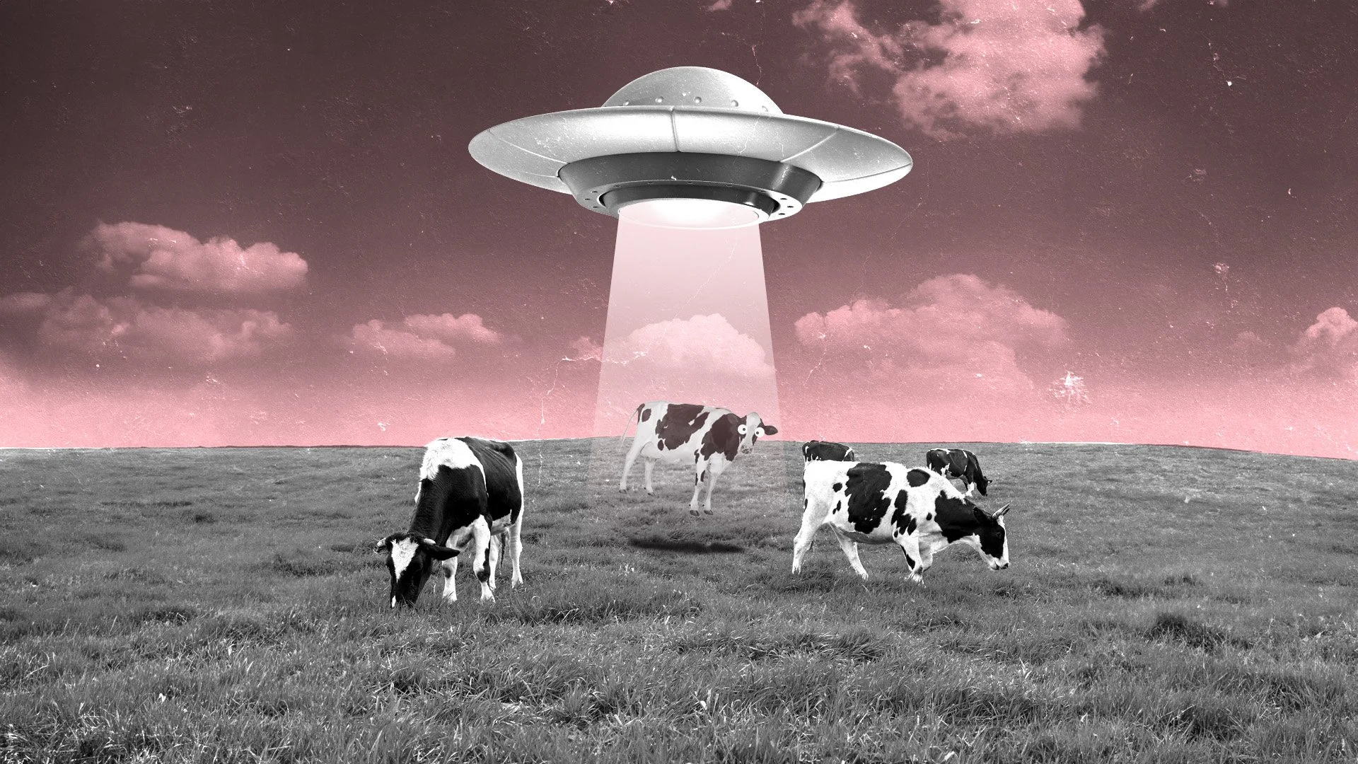 milk bun  |  brand profile