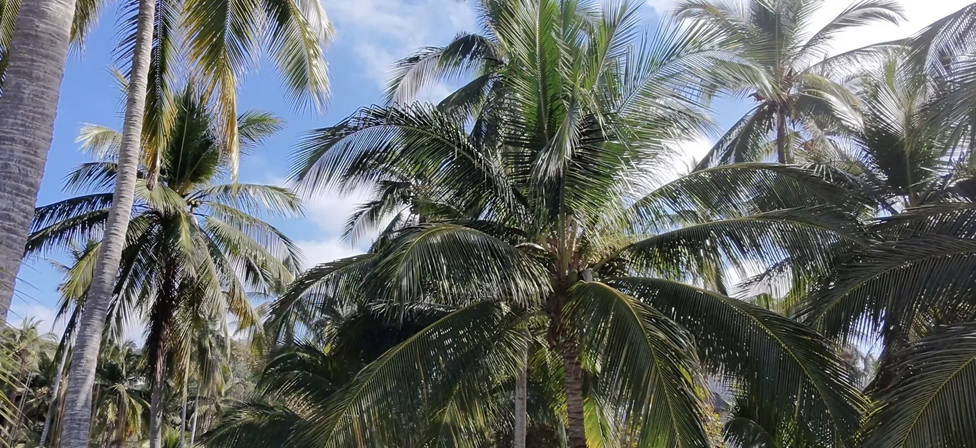 North Swell Propiedades _ Sayulita Properties Header.jpg