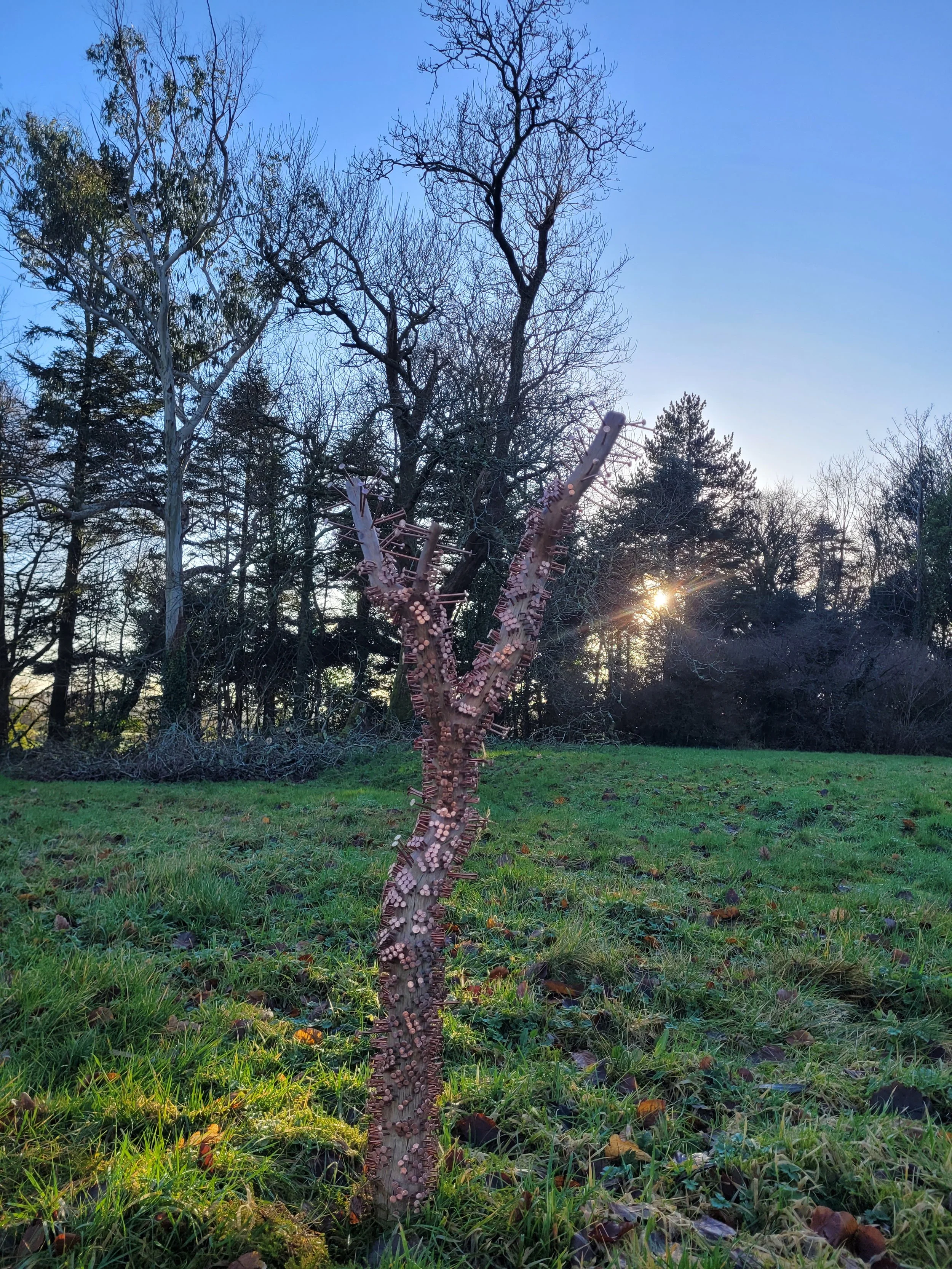 The Somme Oak, Branch I - 2026 - wood, copper nails -120cm x 47cm x 15cm