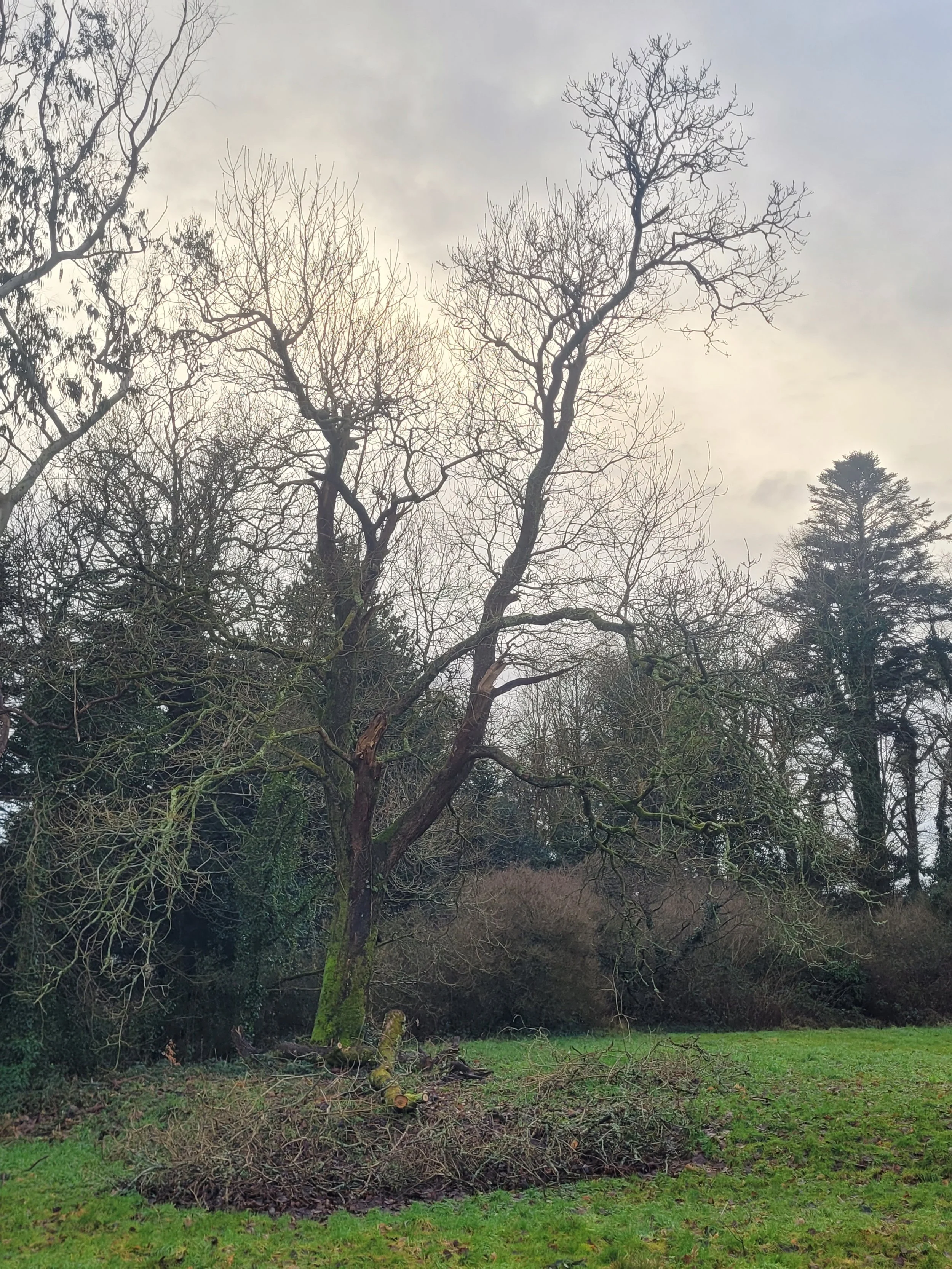 The Somme Oak