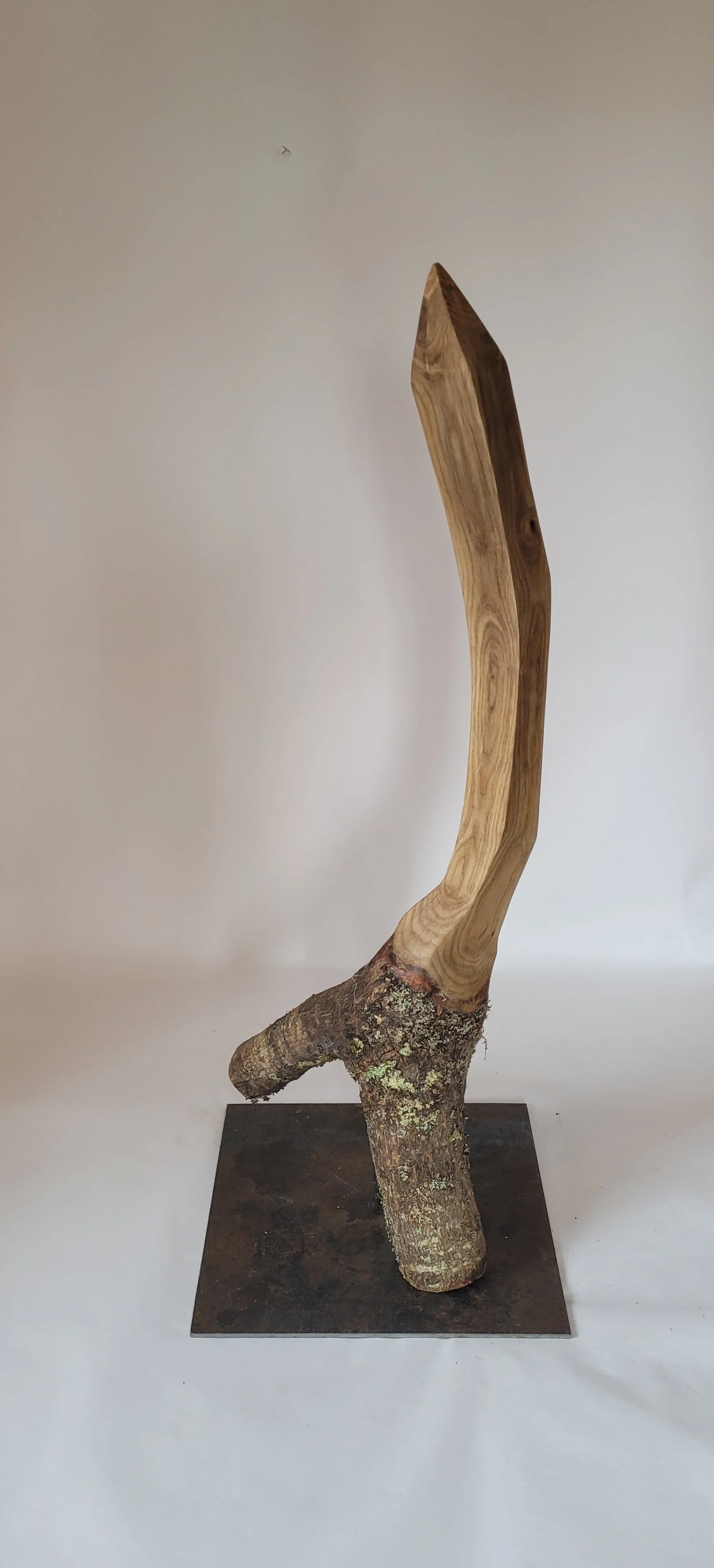 The Somme Oak Branch IX - 2026 - oak, steel - 140cm x 39cm x 50cm