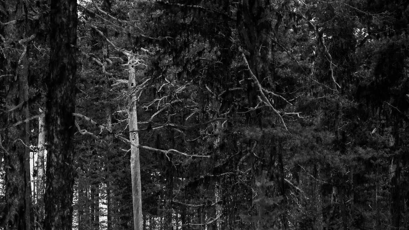 DSC_1155.jpg