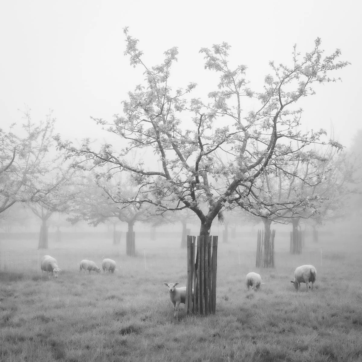 Een zwart-wit afbeelding van een open veld met een grote, bloeiende appelboom in het centrum, omringd door kleinere bomen. Onder de boom staan schapen die gras eten, en er hangt een lichte mist over het veld.