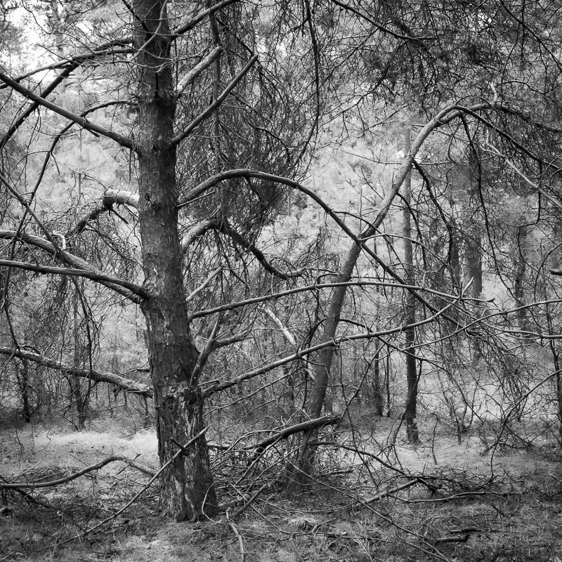 Hoge Veluwe 3.jpg