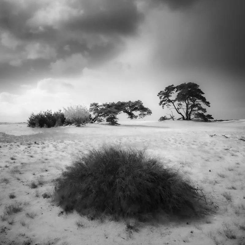 Hoge Veluwe