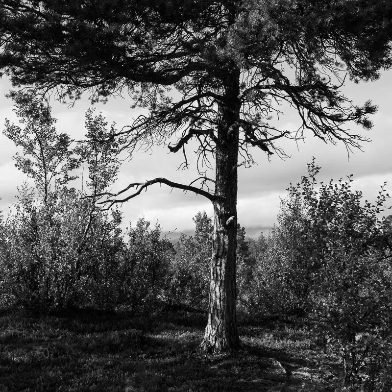 L1003526.jpg