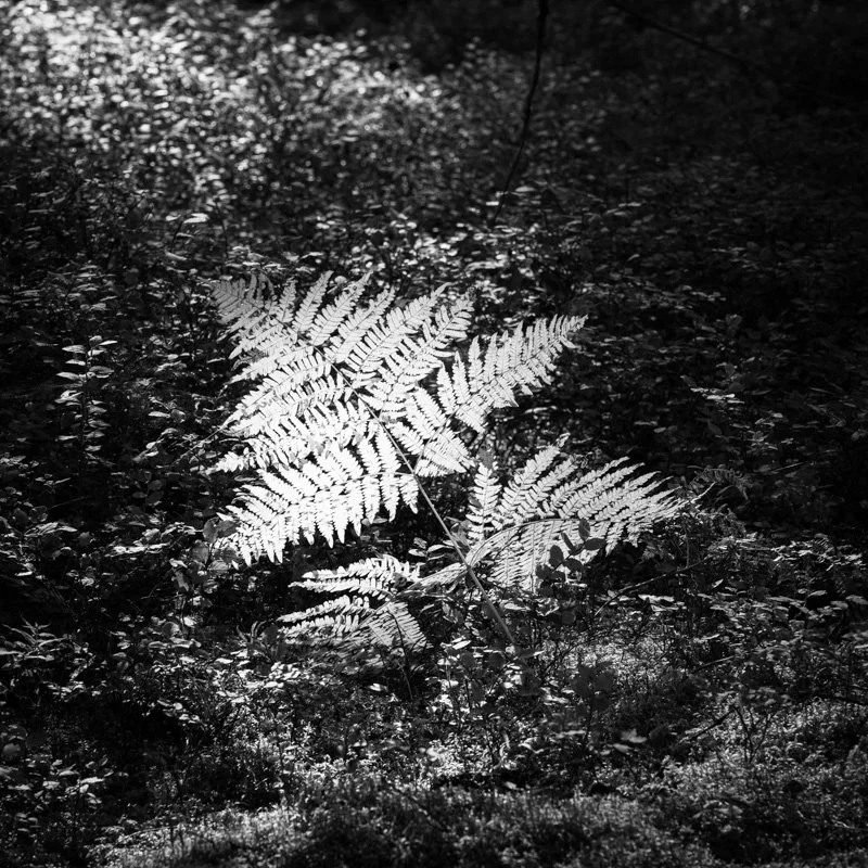 Fern.jpg
