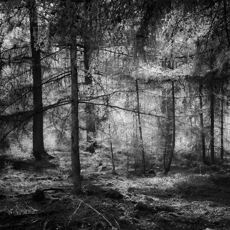 Hoge Veluwe 6.jpg