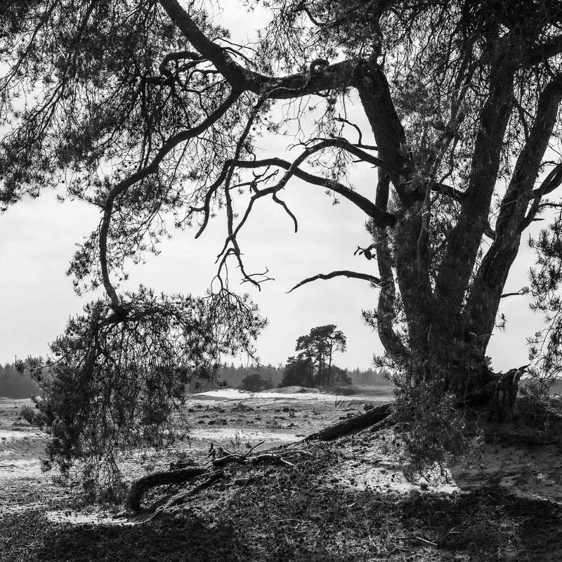 Hoge Veluwe 4.jpg