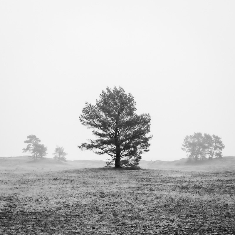 Hoge Veluwe 2.jpg