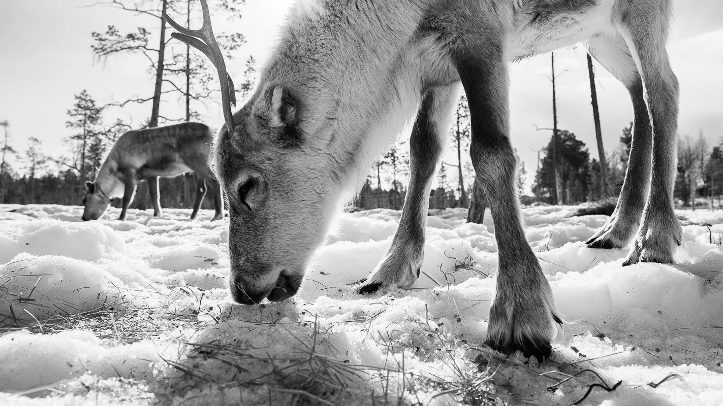 Fins Lapland