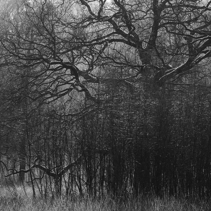 Hoge Veluwe 7.jpg