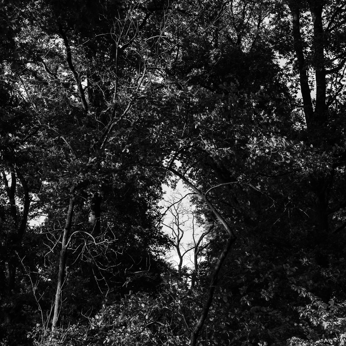 L1003384.jpg