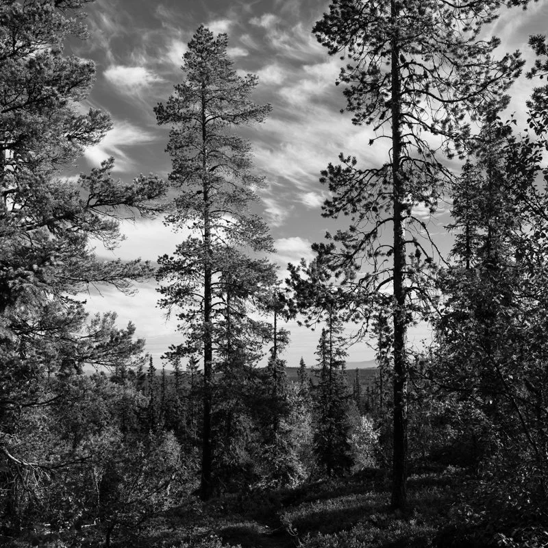 Forest.jpg
