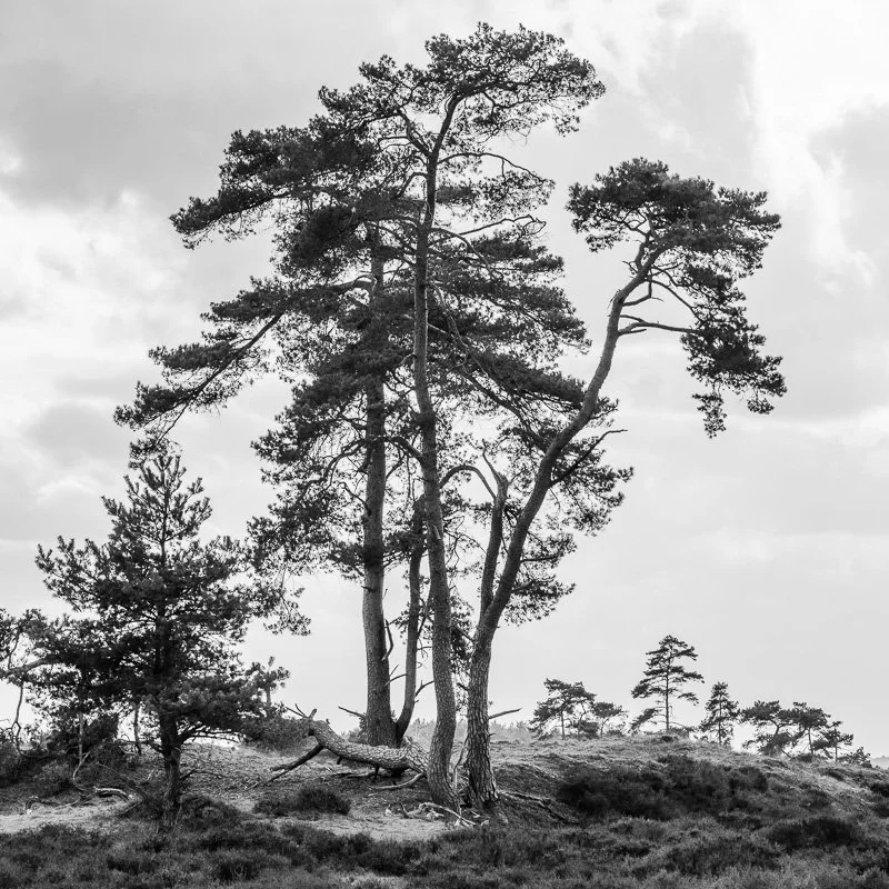 Hoge Veluwe 10.jpg
