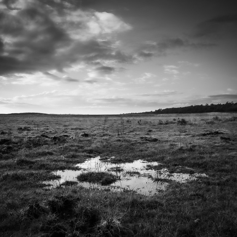 Hoge Veluwe 9.jpg