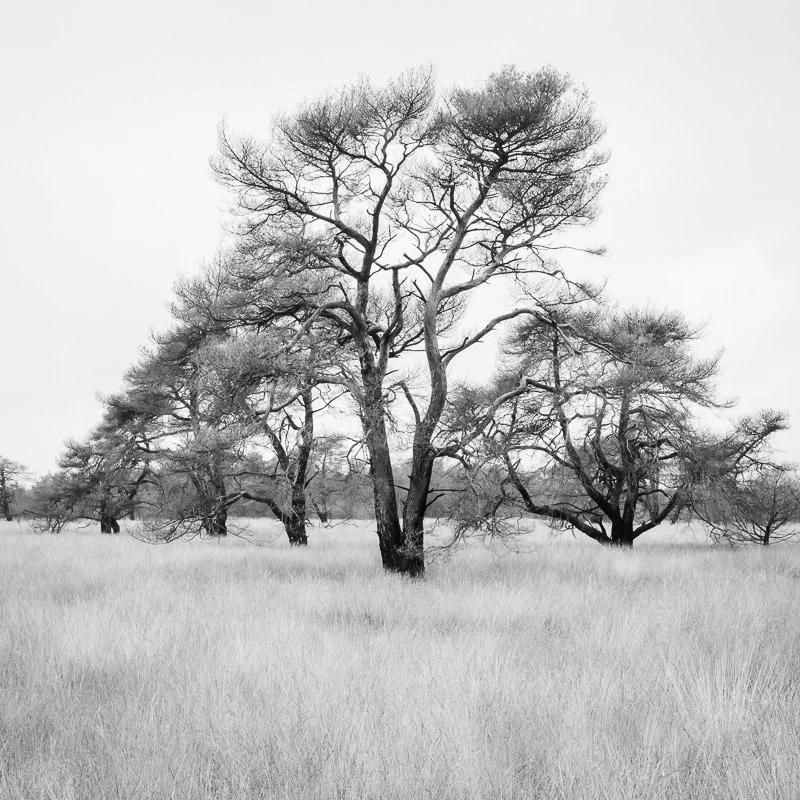 Hoge Veluwe 5.jpg