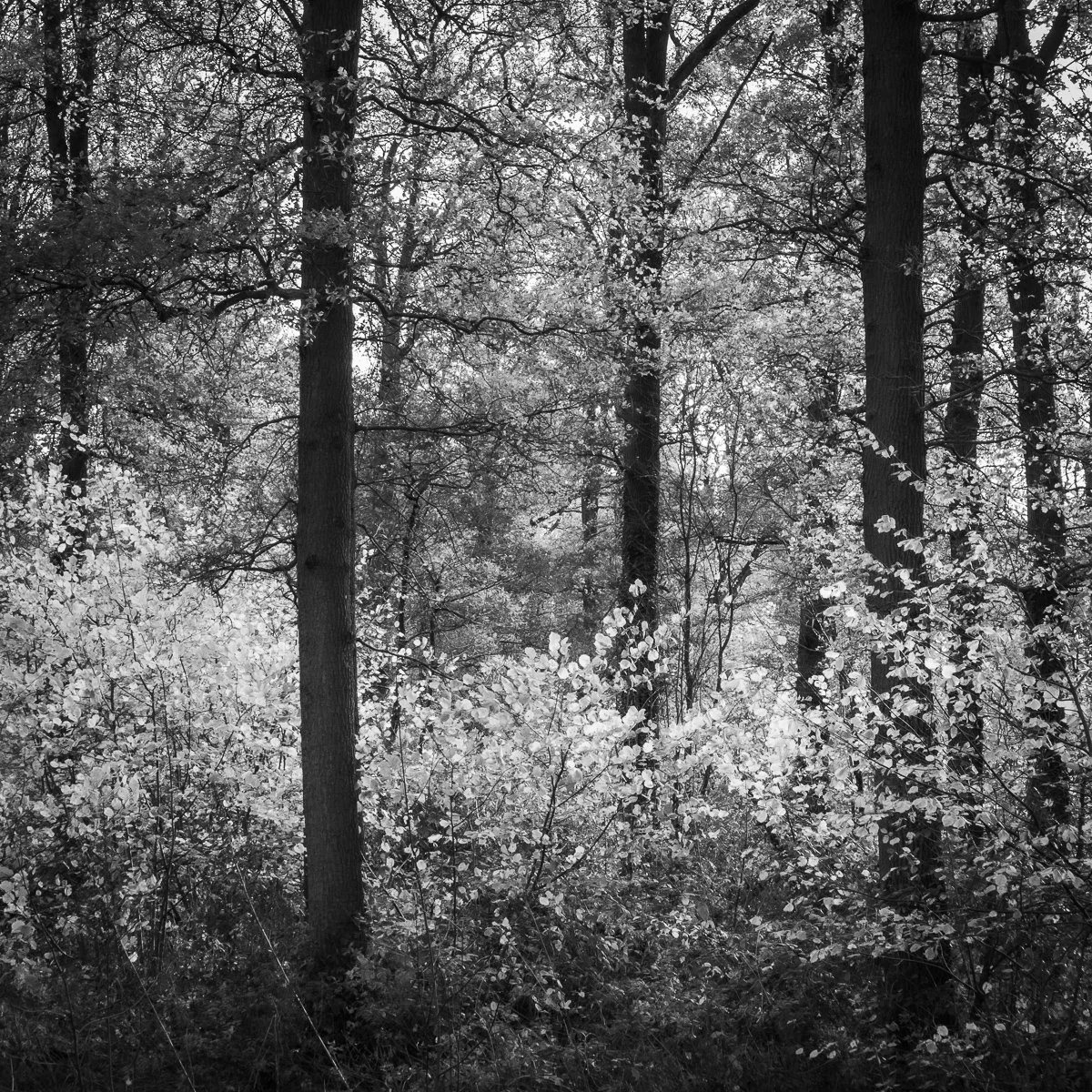 L1001628.jpg
