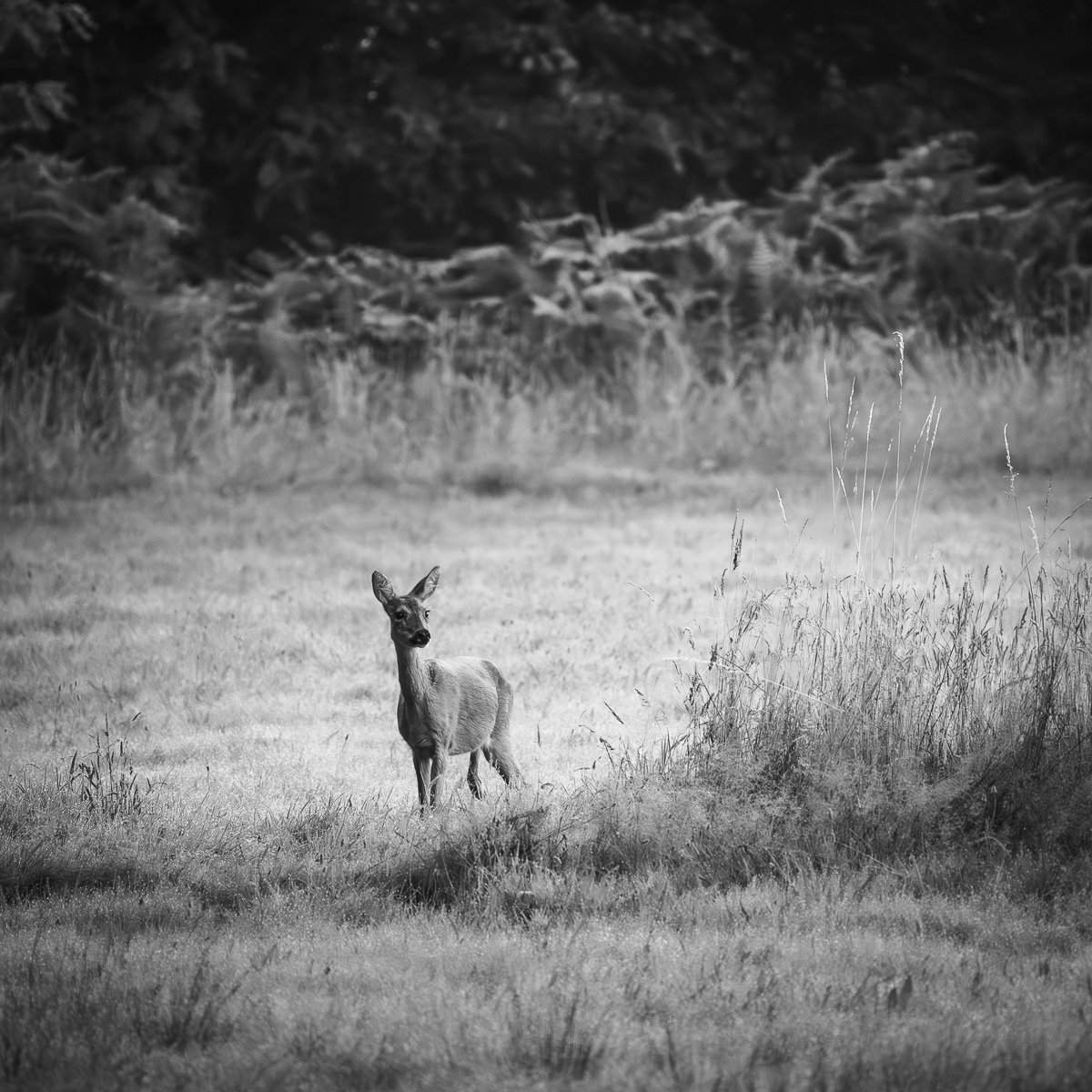 Een jonge das in een grasland, zwart-wit foto, met een bos op de achtergrond.