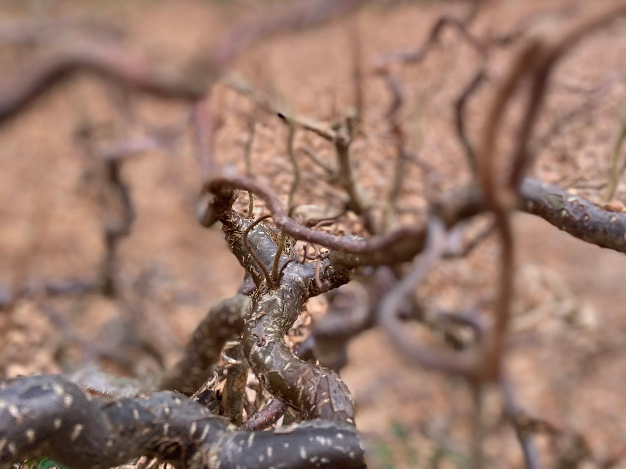 Zwischen Deadlines und Eigenrhythmus: Was bestimmt dein Leben?- 6/55Thoughts