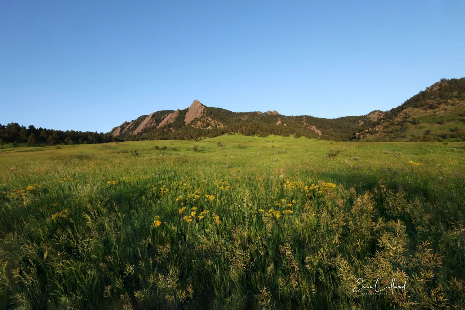 A lush green meadow with yellow wildflowers, bordered by trees, with rocky hills and a clear blue sky in the background.
