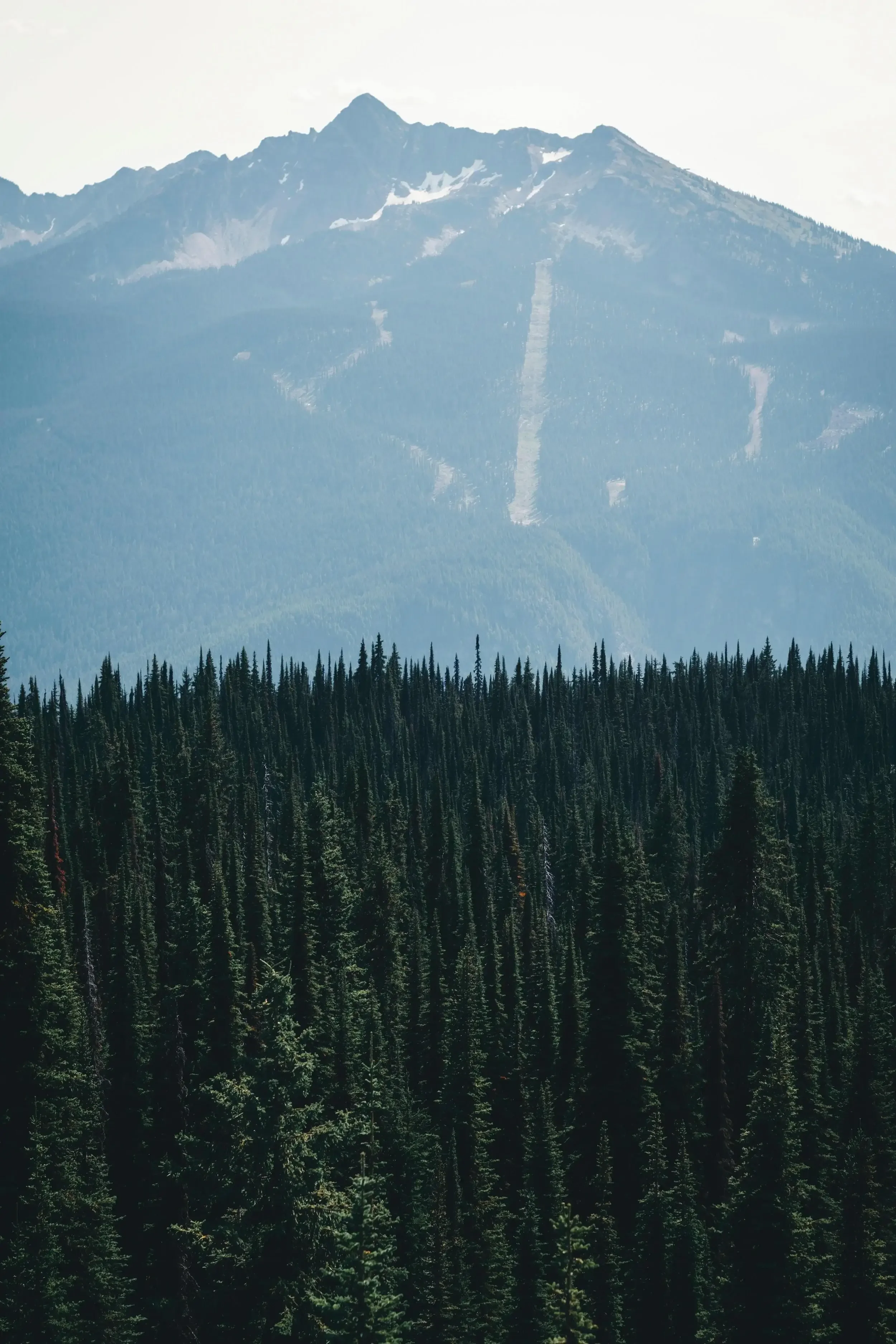 A mountain with patches of snow at the top, surrounded by a forest of tall, dense evergreen trees in the foreground.
