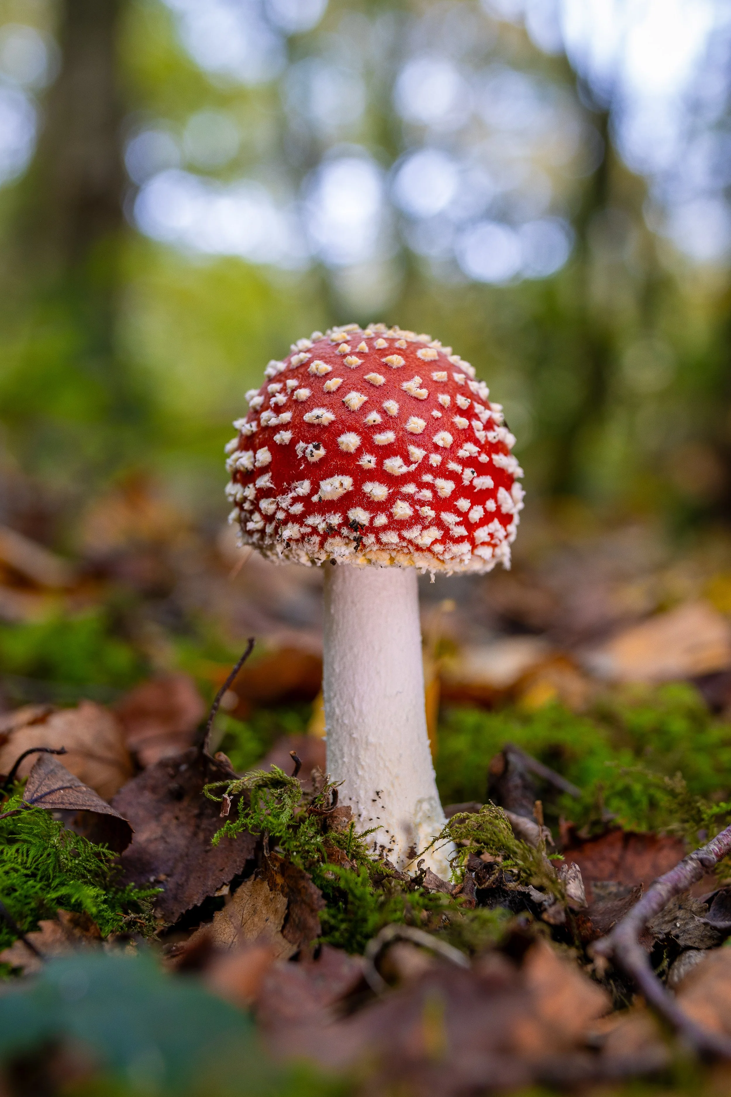 Autumn Fungi REF: CSPRiv013