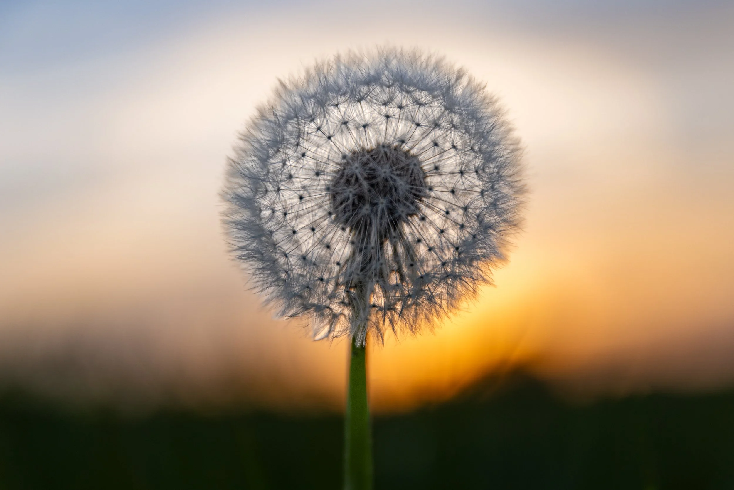 Sunset Dandelion REF: CSPRiv017