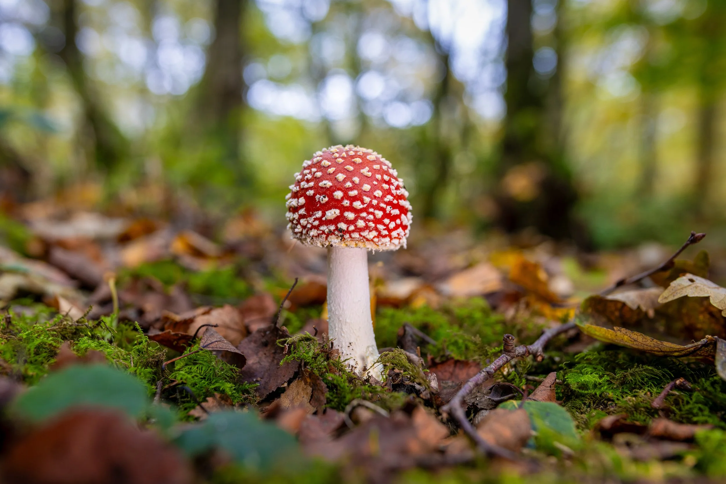 Autumn Fungi REF: CSPRiv012
