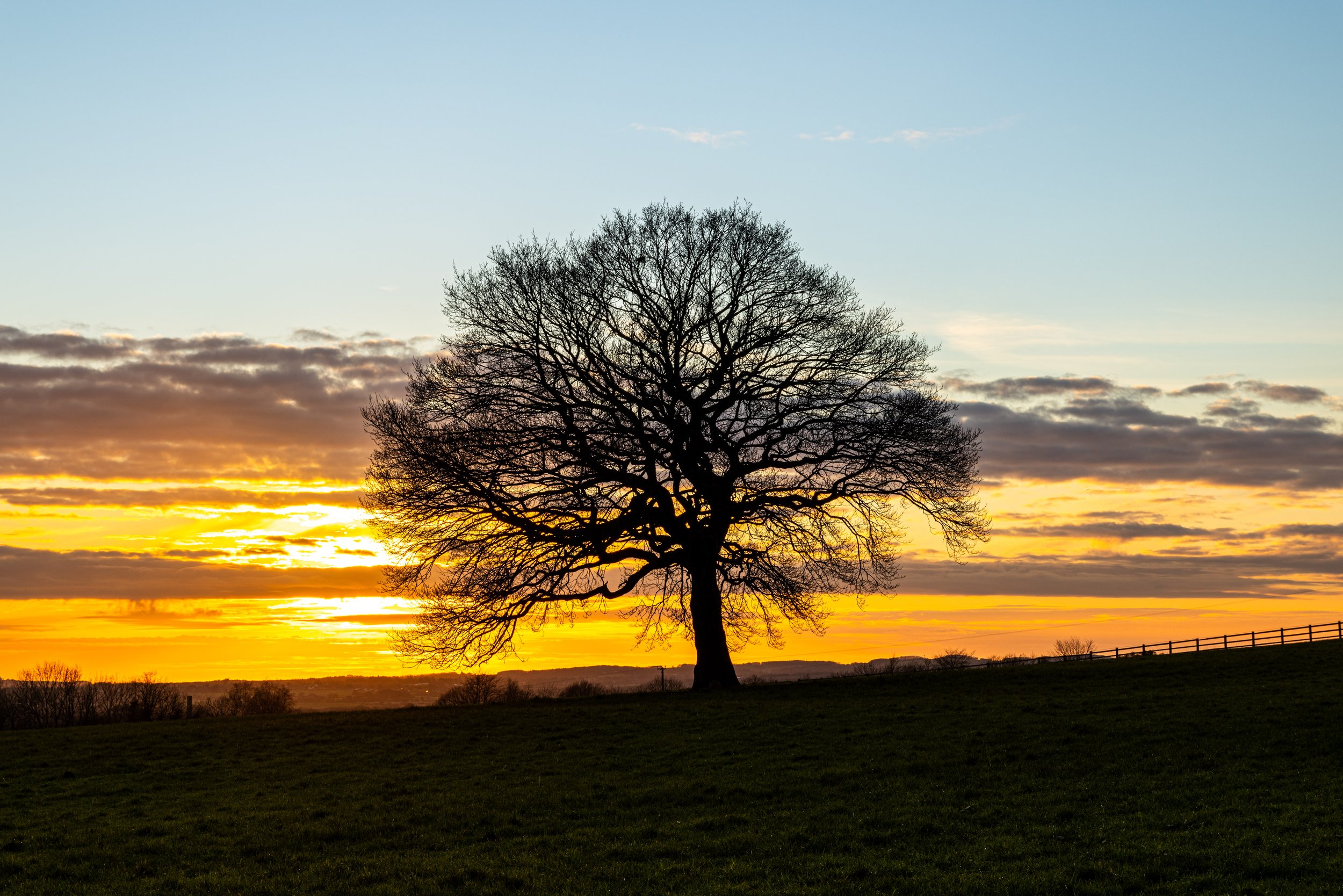 Sunset Tree REF: CSPRiv009