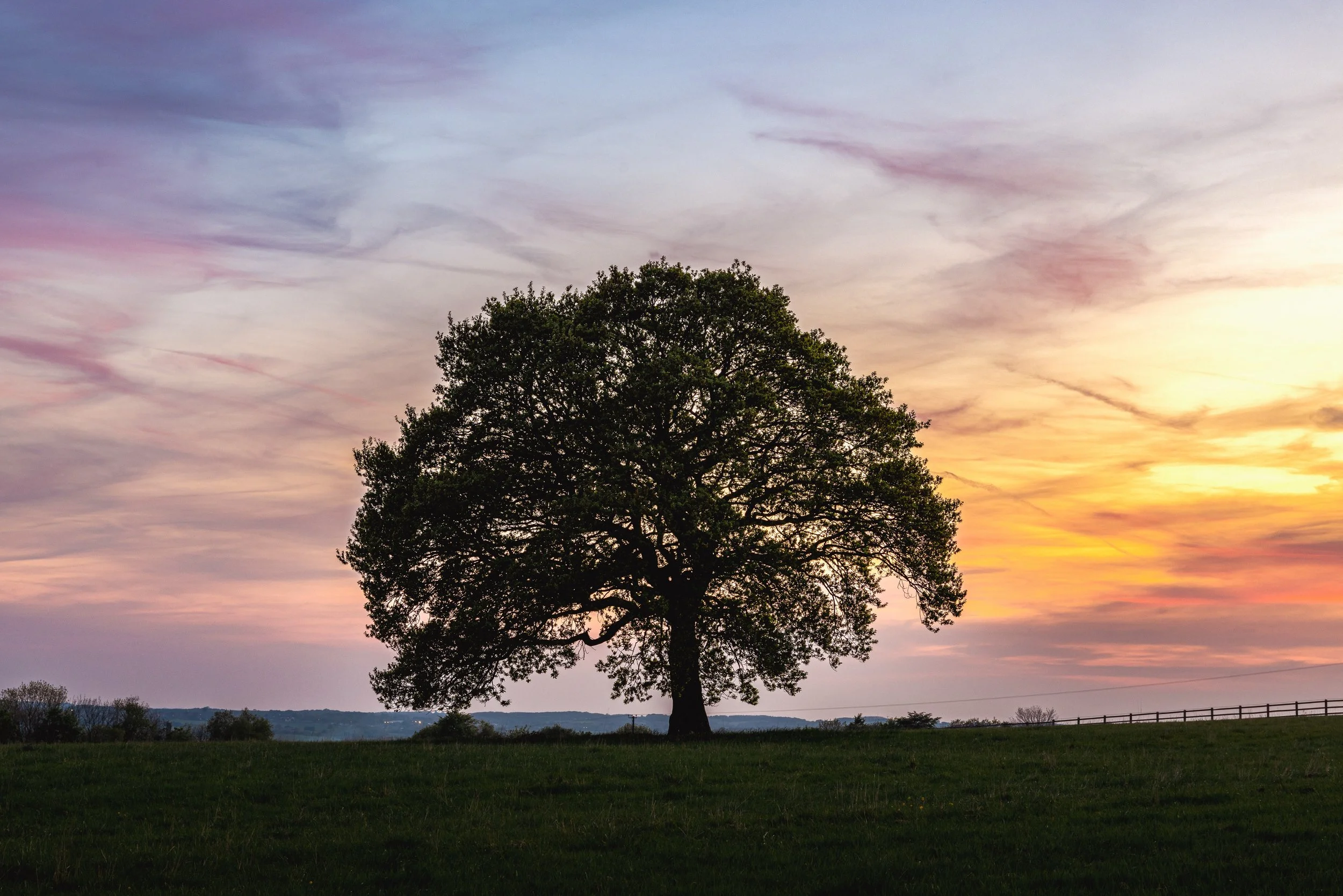 Sunset Tree REF: CSPRiv014