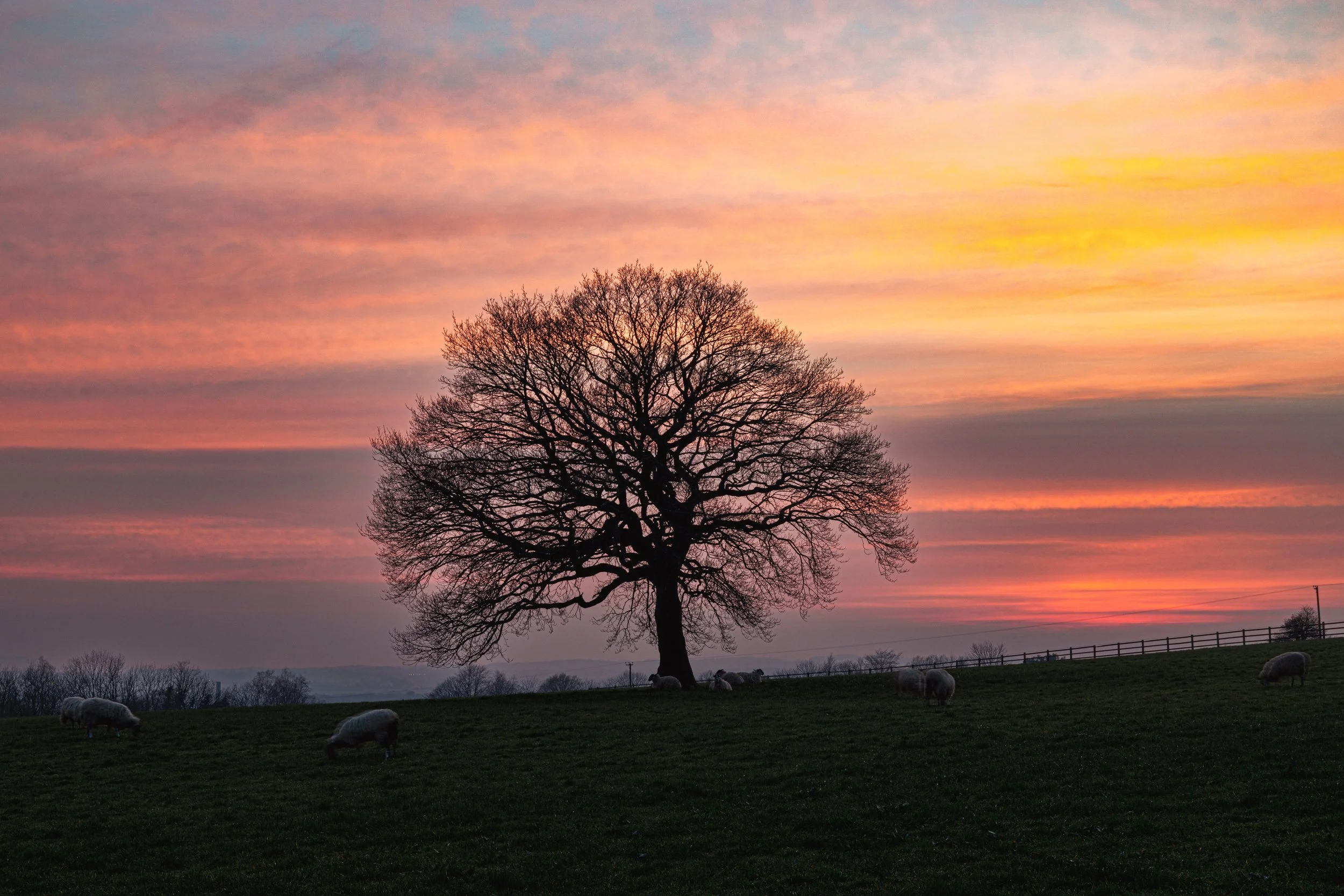 Sunset Tree REF: CSPRiv008