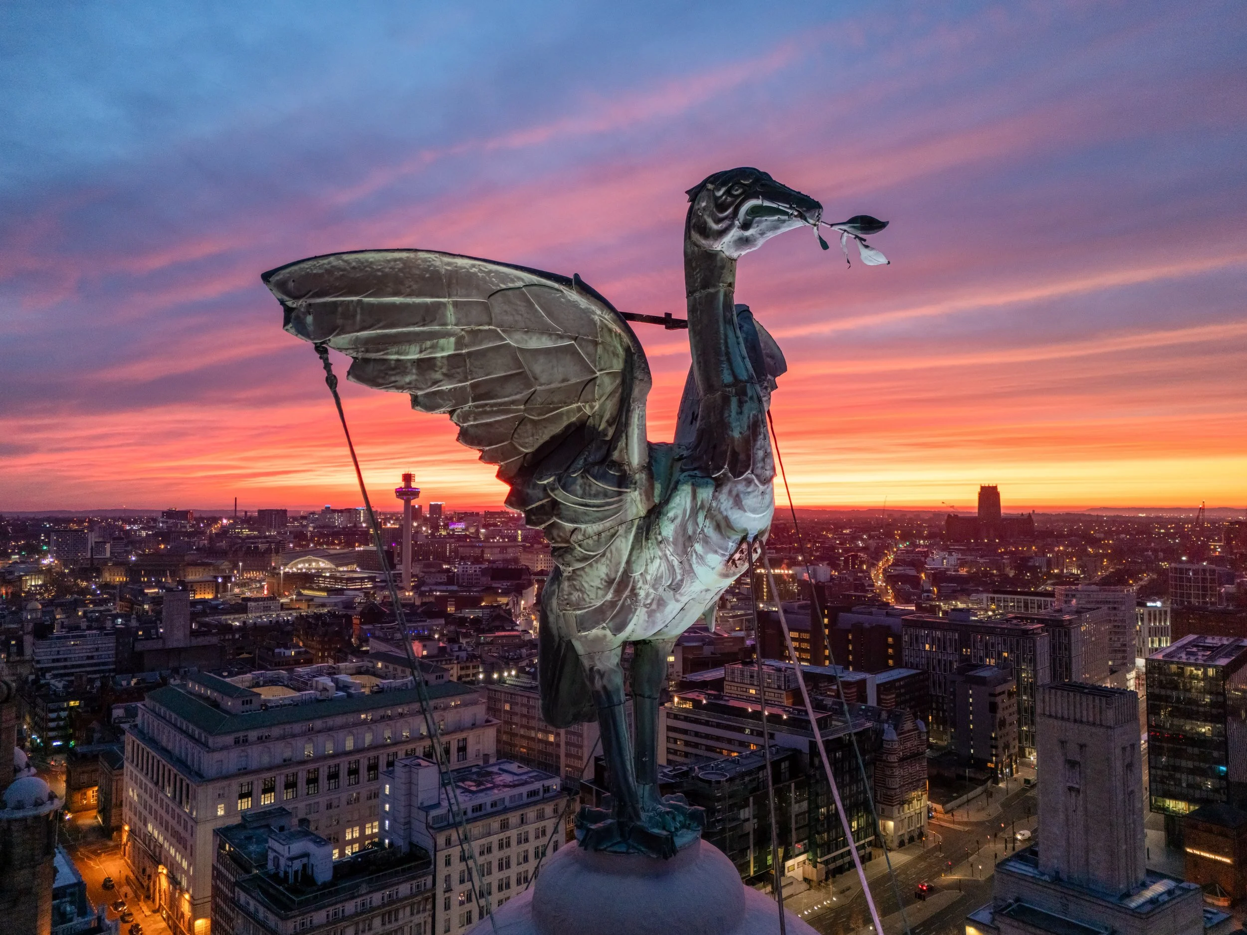 Liver Bird At Sunrise REF: CSPLiv013
