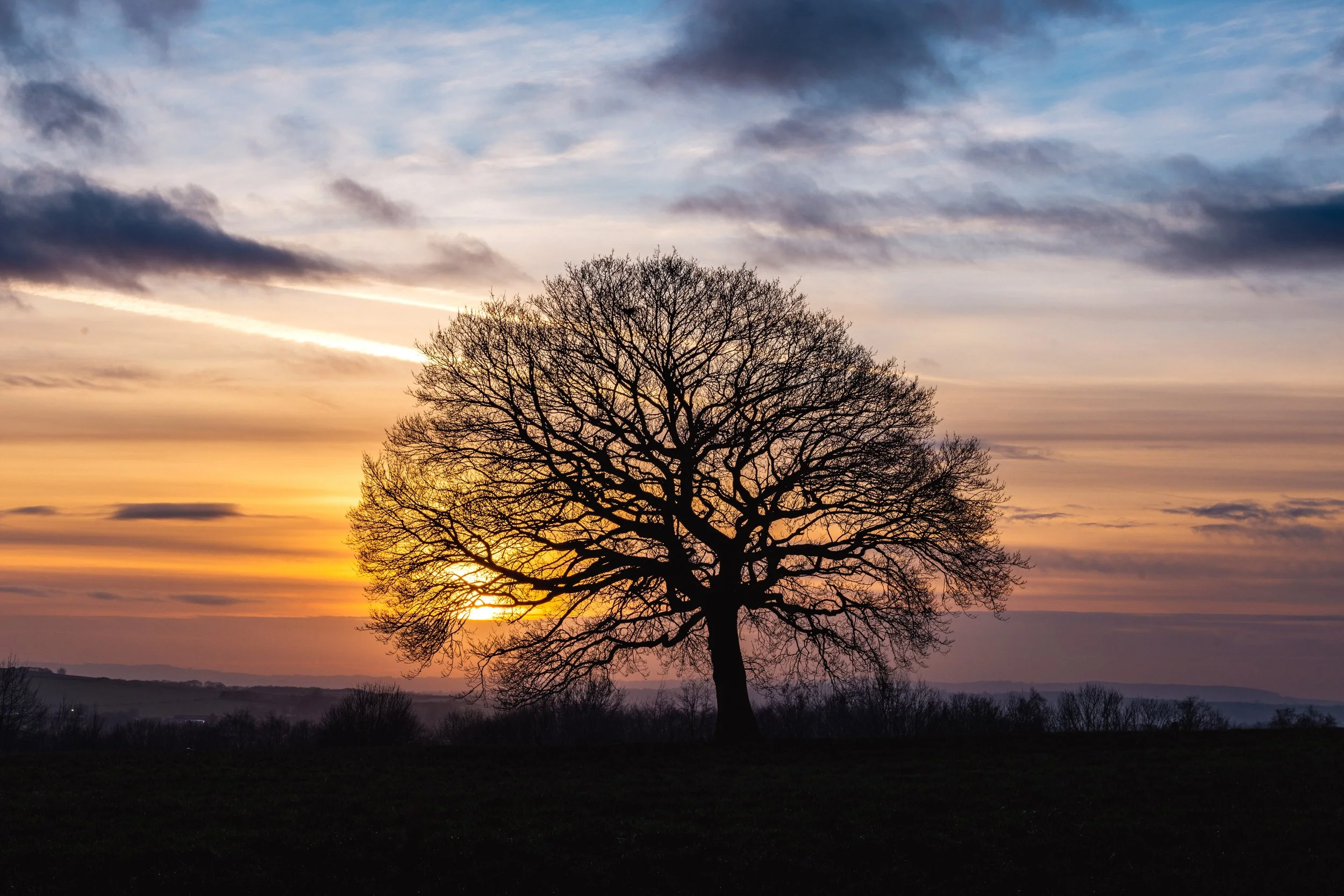 Sunset Tree REF: CSPRiv010