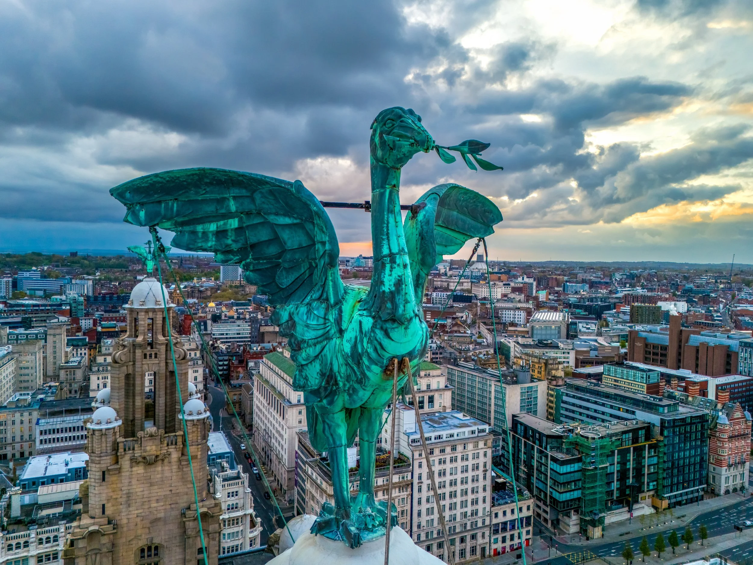 Liver Bird At Dawn. REF: CSPLiv009