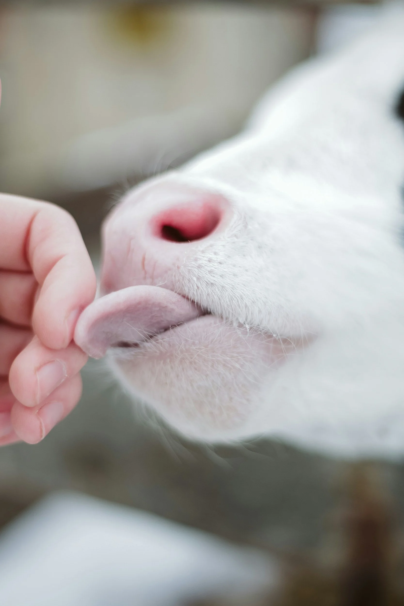 Sustainable Canadian Agriculture Partnership – Next Agricultural Policy Framework
