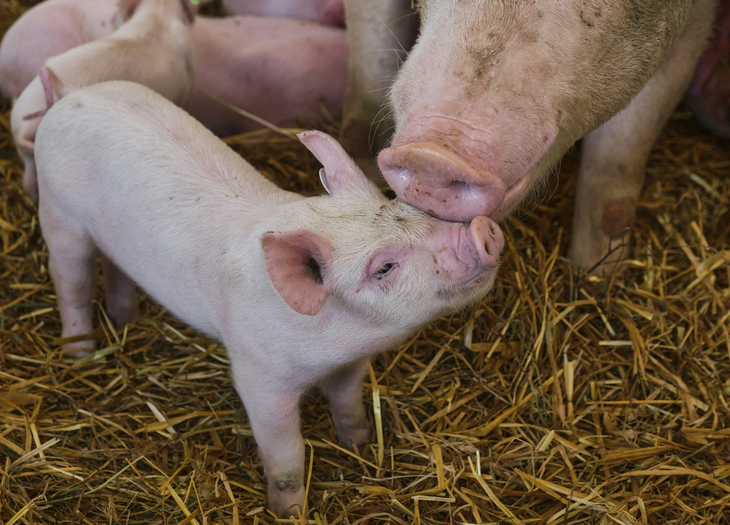 The Archives - Farm Animal Care