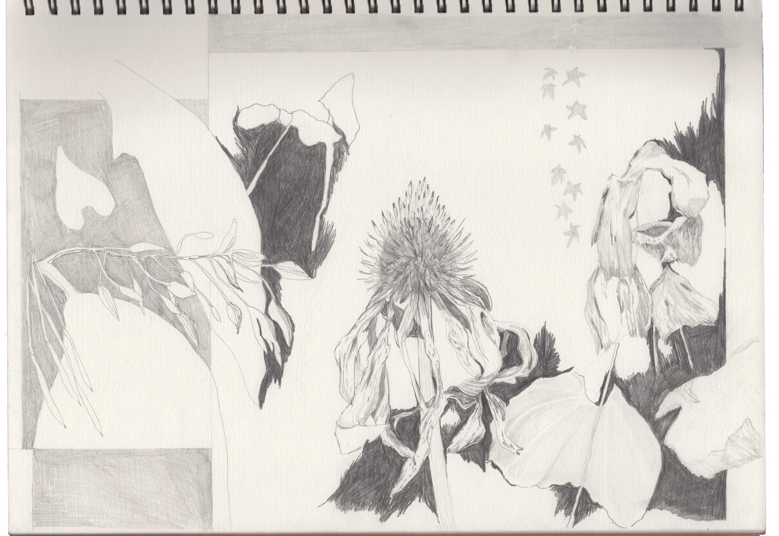 Skizze eines Sonnenblumenblattes, einer Sonnenblume, einem Stück dänischer Flagge und einer EU-Flagge, alle in Bleistiftzeichnung auf Papier.