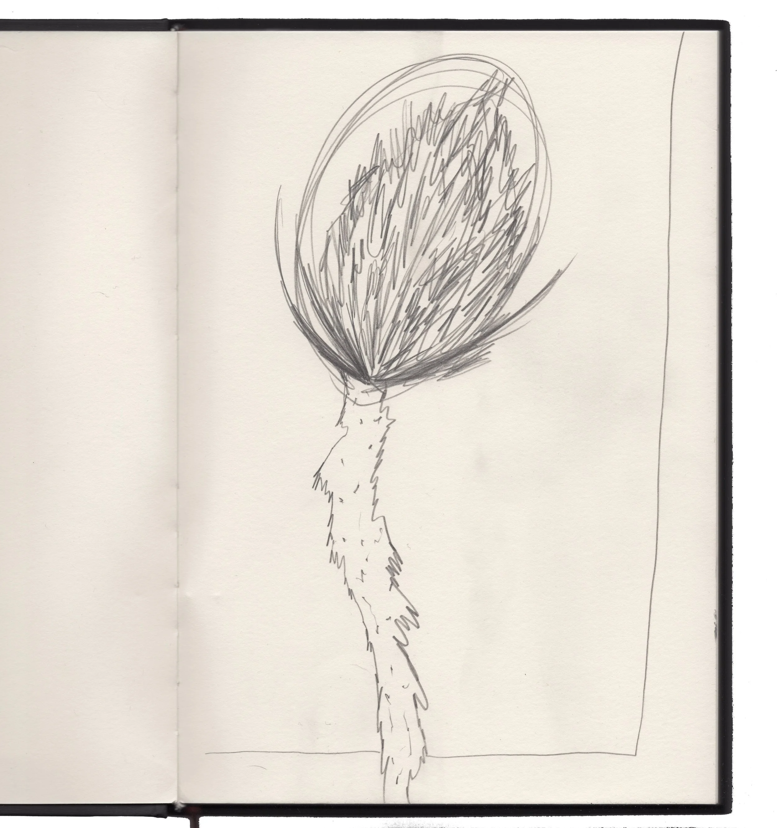 Skizze eines Baumes, bei dem die Baumkrone oval ist und der Stamm dick und gerieft ist.