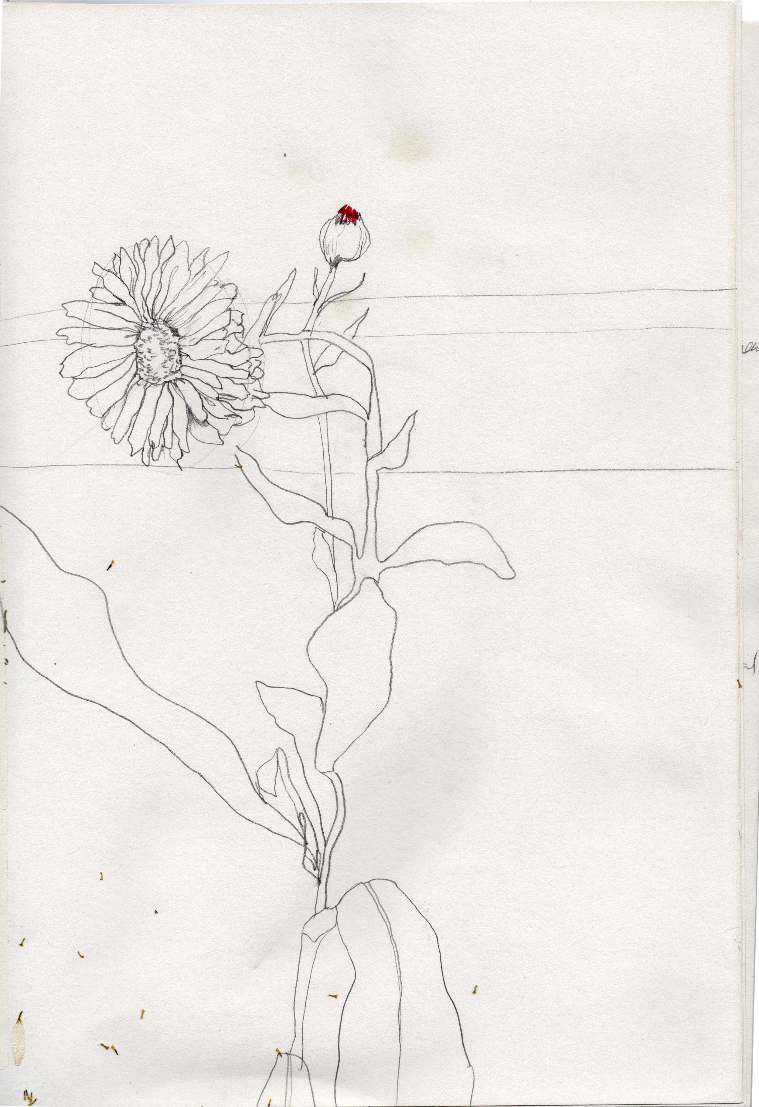 Zeichnung einer Sonnenblume mit einer offenen Blüte und einer geschlossenen Knospe, auf einem weißen Hintergrund, mit einem horizontalen Linienmuster.