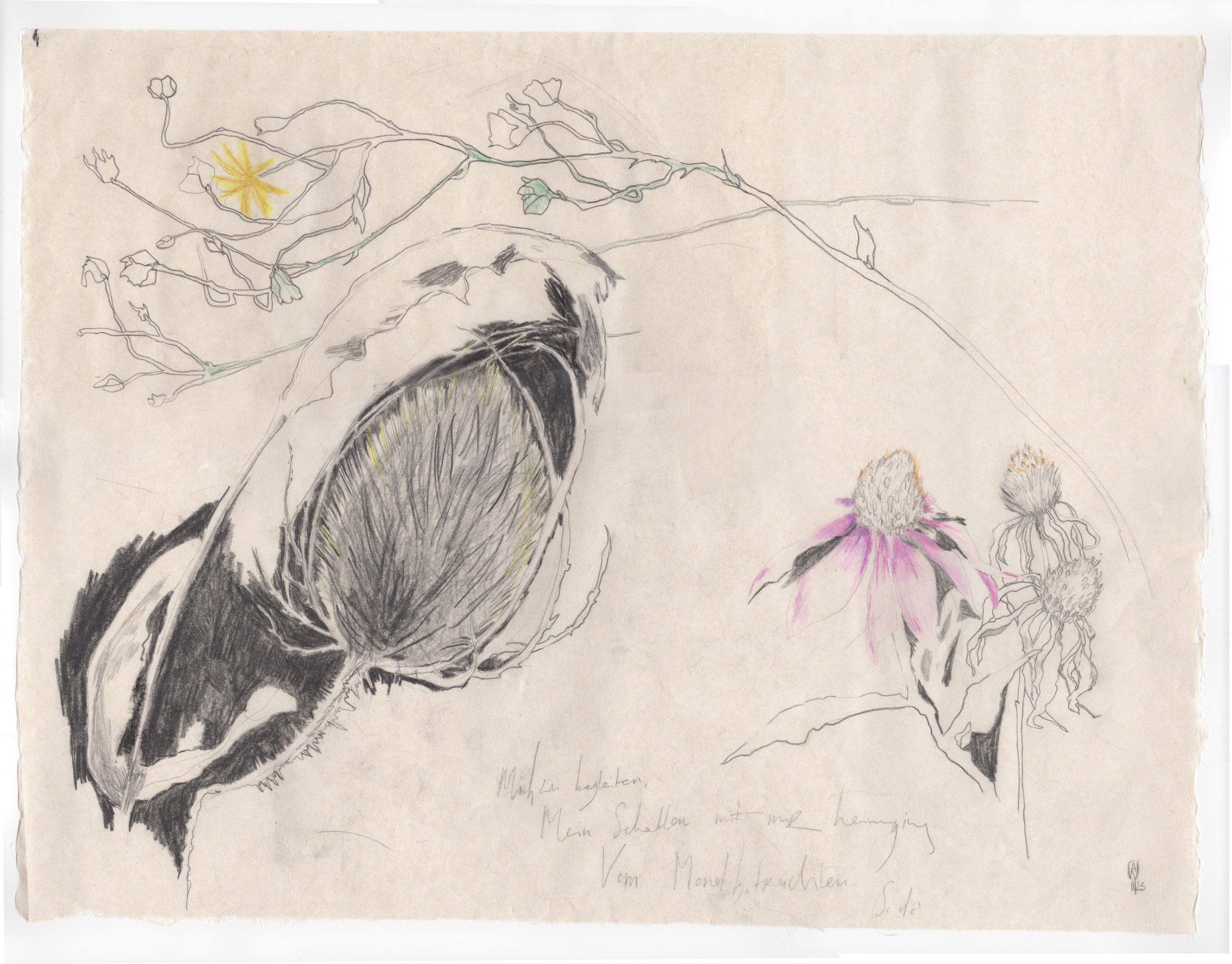 Zeichnung eines eingerollten Weidengriffels, einer pinken Blume und einiger verblühter Blumen, mit handschriftlichem Text darunter.