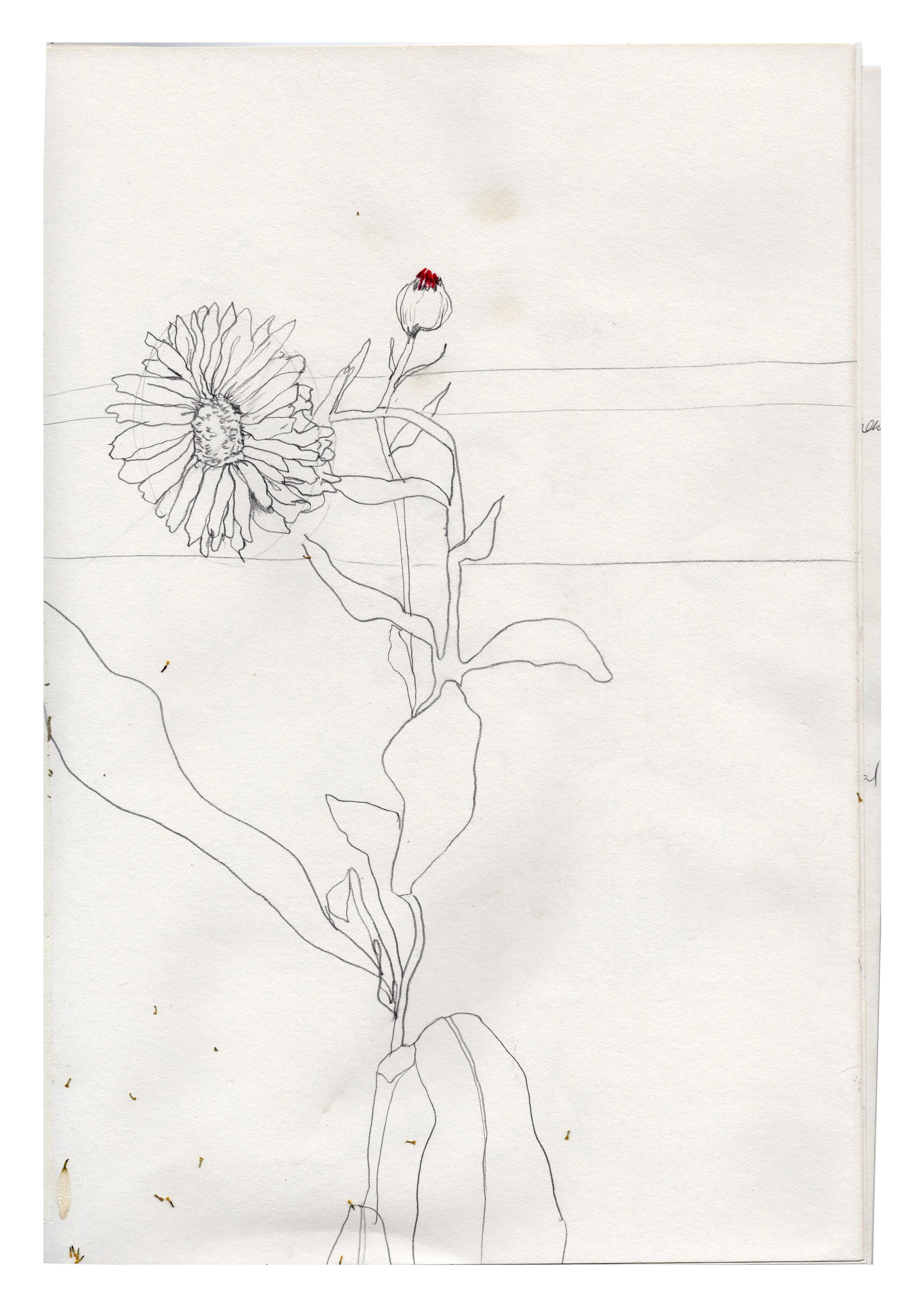 Skizze einer Blume mit einem großen Blütenkopf, einem kleineren Knospenkopf mit roter Spitze, und einem langen, biegsamen Stiel mit Blättern.
