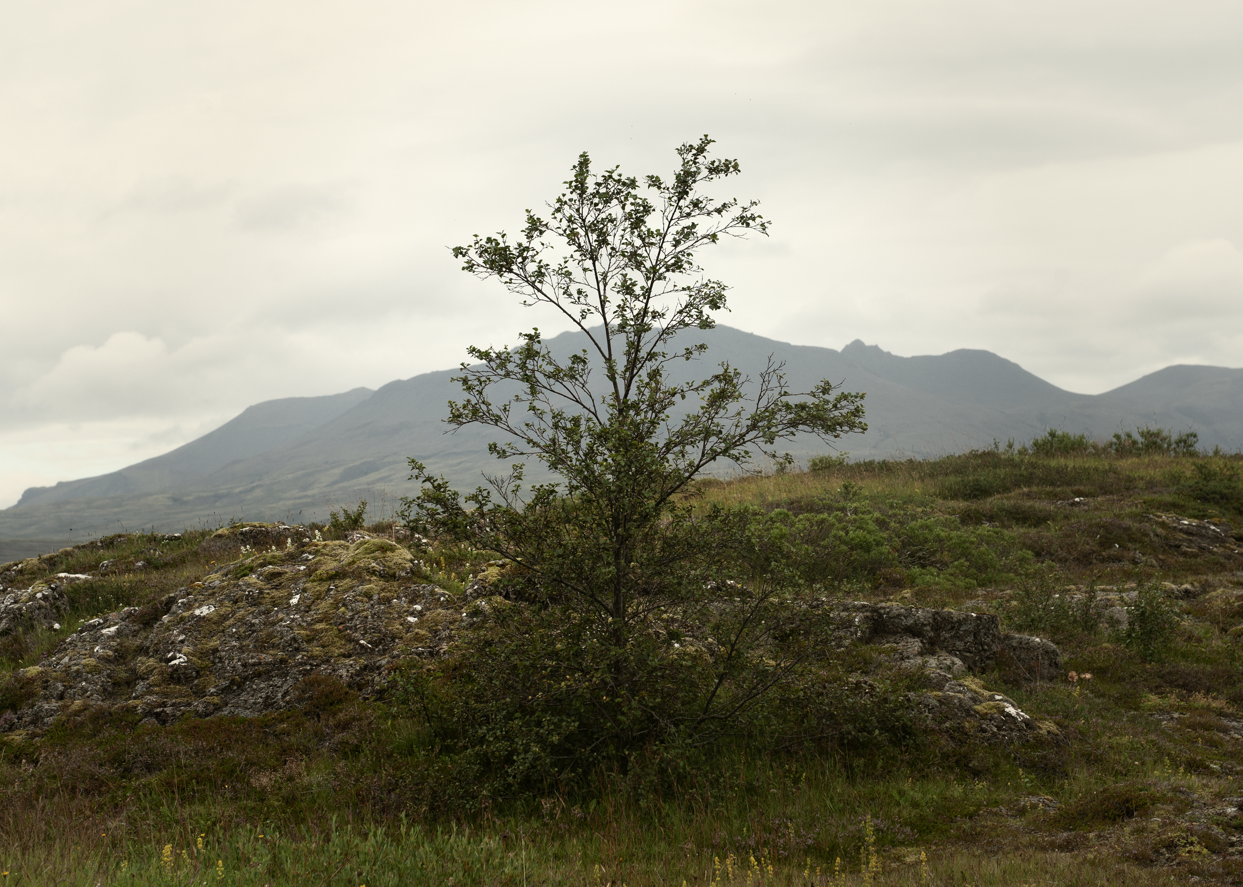 Oscar Barrow n°07