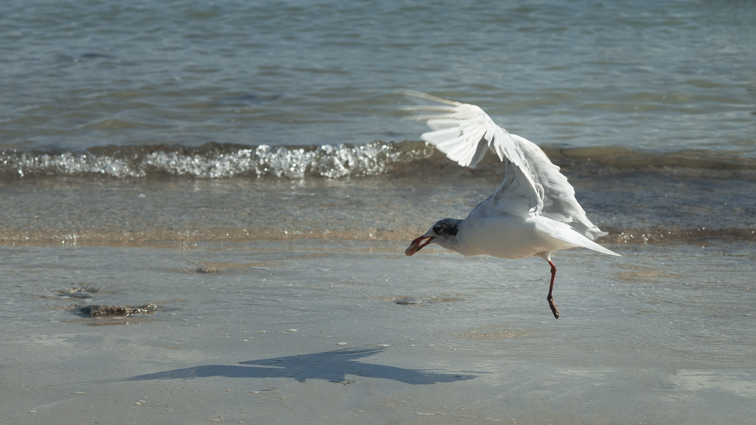 DSC_2217.png